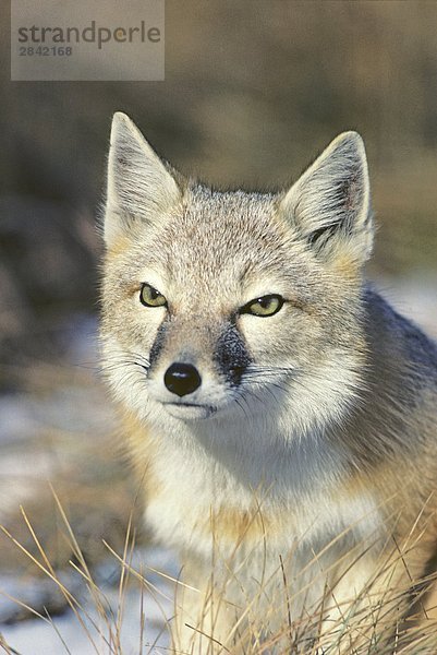 Adult swift Fuchs (Vulpes Velox)  Prairie Grasslands  südlichen Alberta  Kanada