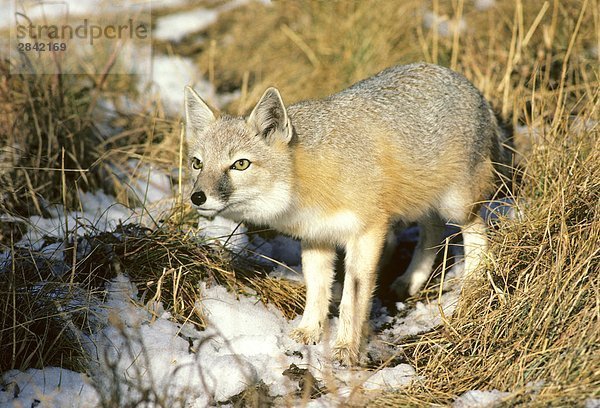 Adult swift Fox (Vulpes Velox)  Prairie Grasslands  südlichen Alberta  Kanada