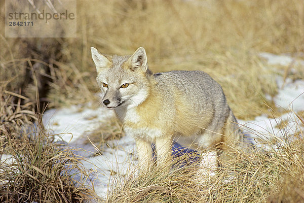 Adult swift Fox (Vulpes Velox) Prairie Grasslands  südlichen Alberta  Kanada