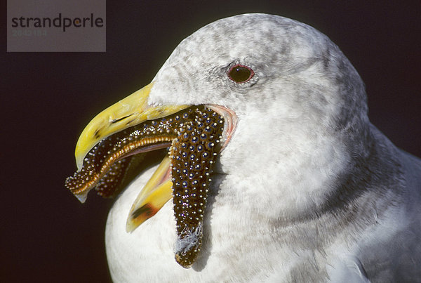 Subadulte westlichen Gull (Larus Occidentalis) schlucken ein Sea Star  coastal British Columbia  Kanada