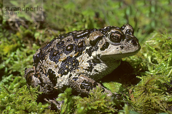 Adult westlichen Toad (Bufo Boreas)  Alberta  Kanada.