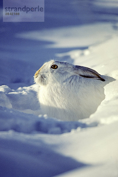 Weißschwanz-Jackrabbit (Lepus Townsendii) schützen aus der Kälte in eine Snowdrift in-25C  Prairie Saskatchewan  Kanada.