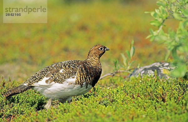 Adult female Willow Ptarmigan (Lapogus Lagopus) im Sommer Gefieder  Arctic Canada.