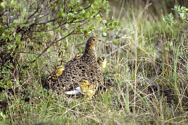 Adult female Willow Ptarmigan (Lagopus Lagopus) mit neu geschlüpften Küken  Arctic Canada.