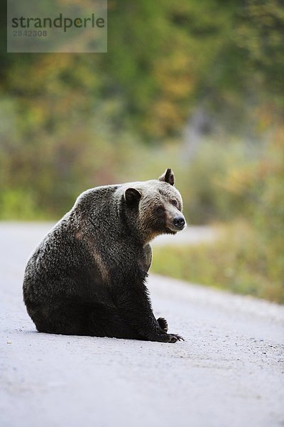 Big Grizzlybär sitzt in der Mitte des ein Forstwirtschaft Protokollierung Road  British Columbia  Kanada