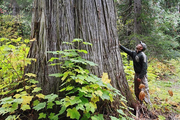 Ein Mann prüft eine hoch aufragenden alten Wachstum rote Zeder im Kootenay interior Berg Regenwald in der Nähe von ältestes  British Columbia  Kanada