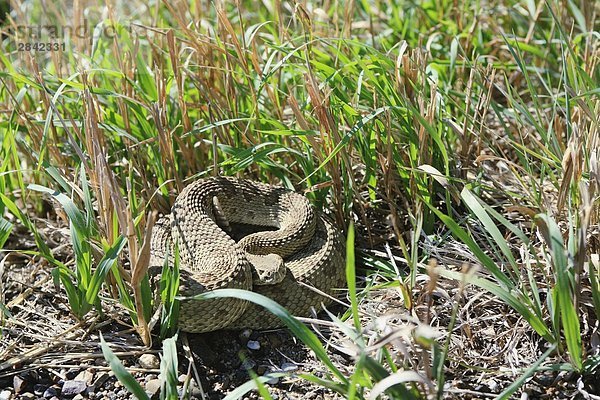 Prairie Rattlesnake  gemischt Shortgrass Prairie Ökosystem  kanadischen Prärie  Alberta  Kanada.