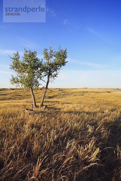Gemischte Gras Prairie in die Great Sand Hügel in der Nähe von Zepter  Saskatchewan  Kanada