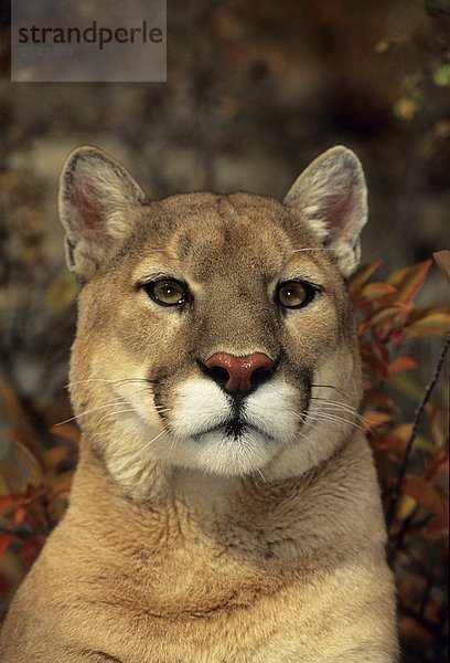 Close up of Mountain Lion (Puma Concolor)