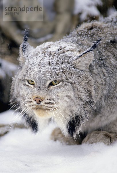 Lynx Portrait im Schnee (Felis Lynx)
