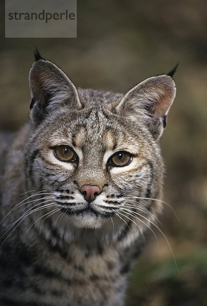 Bobcat in nassen Bergwald (Felis Rufus)
