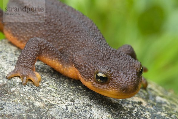 Rough-gehäutet Newt  Victoria  Vancouver Island  British Columbia  Kanada.