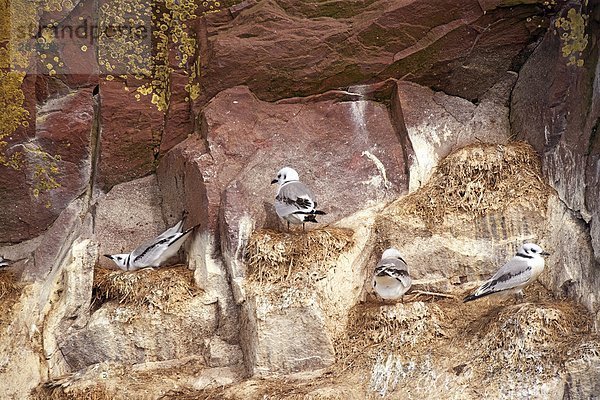 Dreizehenmöwe Rissa tridactyla Vogel Neufundland Kanada