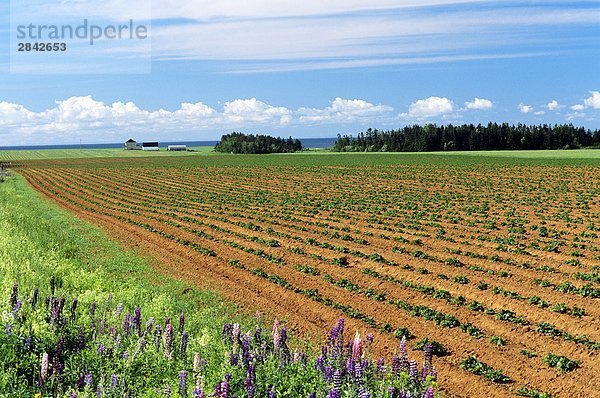 Augstine Cove  Prince Edward Island  Kanada