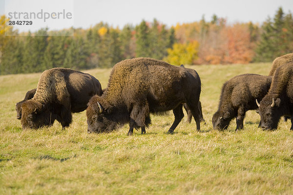Bison  Kanada  Mammalia