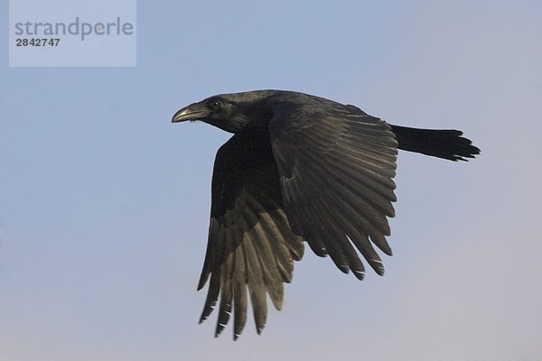Eine gemeinsame Rabe (Corvus Corax) fliegen in Victoria  British Columbia  Kanada.