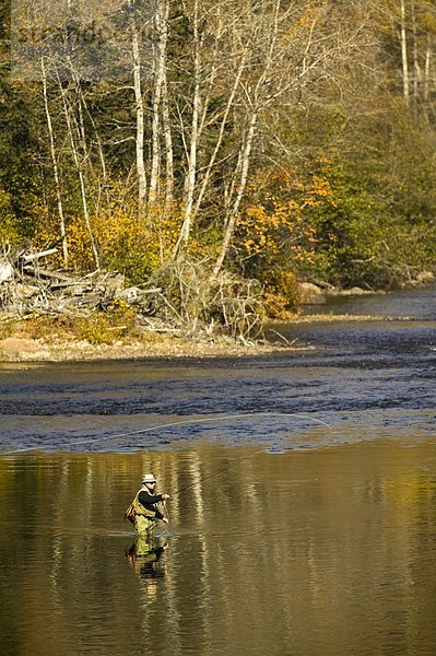 Fliegenfischer im Herbst  Anse-de-Roche  Québec  Kanada