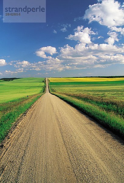 Landstraße durch Farmland  in der Nähe von Tiger Hügel Holland  Manitoba  Kanada