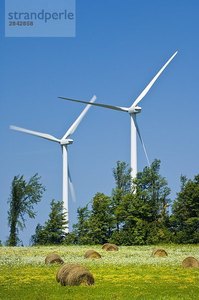 Windturbine Windrad Windräder Wildblume Heu Bündel Fokus auf den Vordergrund Fokus auf dem Vordergrund Kanada Ontario