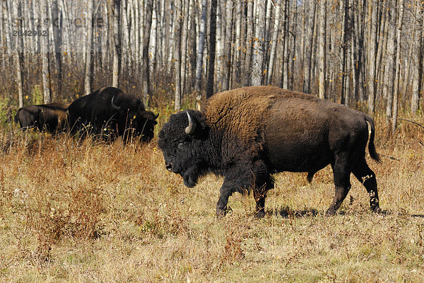 Plains Bison - Elk Island-Nationalpark  Alberta  Kanada