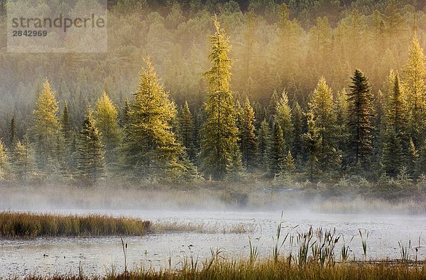 Herbst morgens Nebel in Marsh entlang der Küstenlinie von Tamarack  entspringt nahe Balsam-Tanne und eastern White Pine Trees See Opeongo im Algonquin Provincial Park  northern Ontario  Kanada.