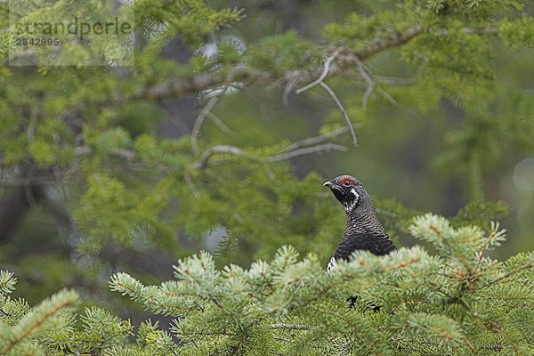 Fichte Grouse (männlich)  Peter Logheed Prov. Park  Kananaskis Country  Alberta  Kanada