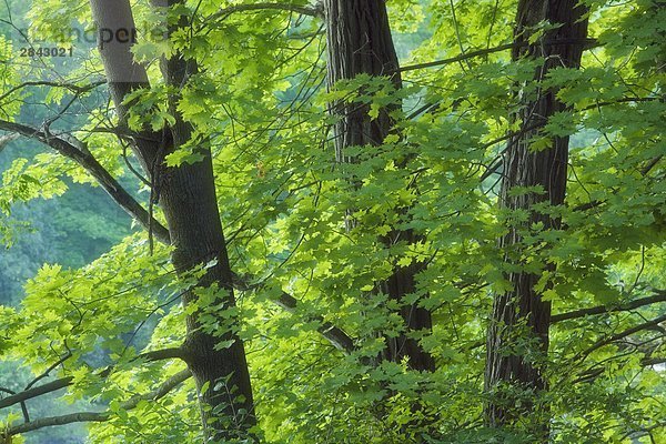 Ahornbäume im Dufferin Island Nature Park - Niagara Falls Ontario Kanada