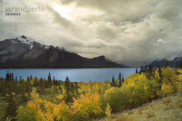 Lake Abraham und Herbstfarben mit Mt. Michener im Hintergrund  Kootenay Plains in Alberta  Kanada
