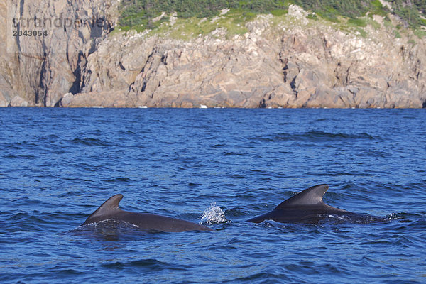 sehen Reise Freundlichkeit Bucht Kanada Lawrence Nova Scotia Neuschottland Wal