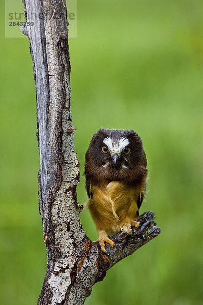 Northern Saw – wetzen Owl (Aegolius Acadicus) in das Grasland von British Columbia  Kanada