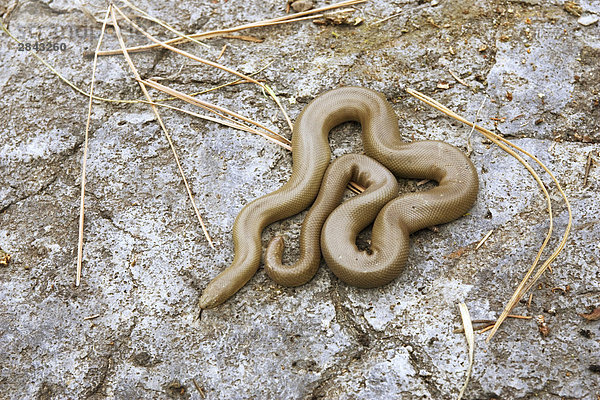 Ein Gummi Boa Snake (Charina Bottae) in das Grasland von British Columbia  Kanada