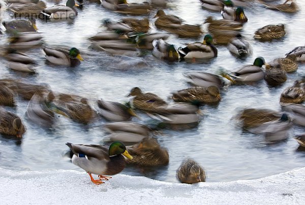Ente Stockente (Anas Platyrhynchos) Flock Schwimmen im offenen Wasser des Junction Creek im Winter  Sudbury  Ontario