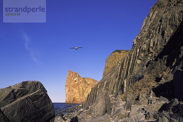 Möwen fliegen über Perce Rock  Perce  Gaspe  Québec  Kanada