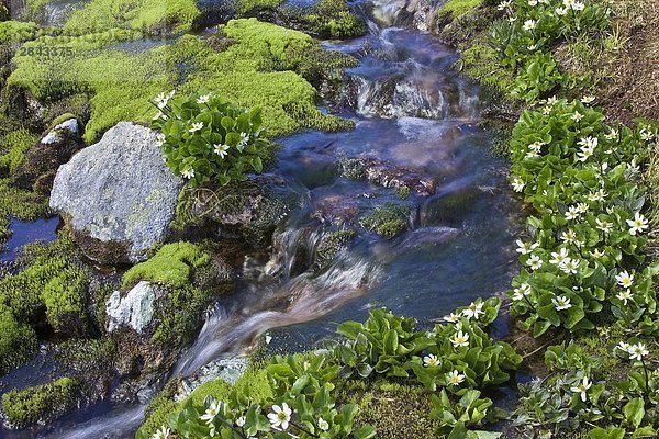 Alpine Stream mit Butterblumen (Caltha Palustris) in der Coast Mountains of British Columbia  Kanada