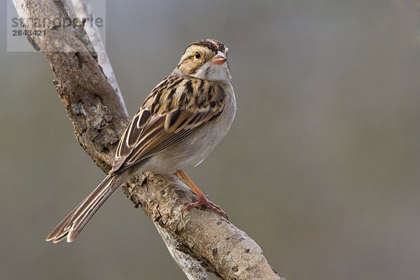 Ton-farbigen Sparrow (Spizella Pallida) thront auf einem Zweig an Falcon State Park  Texas  USA