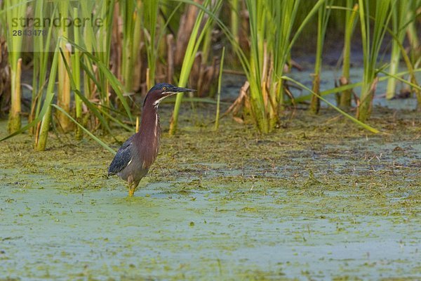 Green Heron (Butorides Virescens) Jagd in einem Sumpf in der Nähe von Long Point  Ontario  Kanada