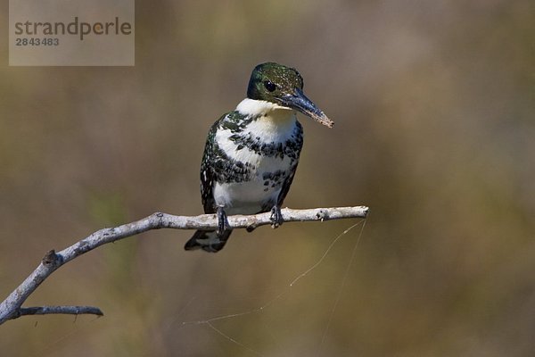 Green Kingfisher (Chloroceryle Americana) thront auf einem Zweig im Estero Llano Grande State Park in Texas  USA