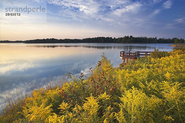 Goldrute (Solidago) entlang Lake Napenco  Binbrook Conservation Area  Binbrook  Ontario  Kanada