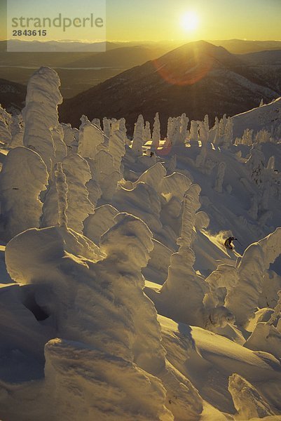 Ein Skifahrer genießen den letzten Lauf des Tages kurz vor Sonnenuntergang im Hinterland von Fernie Resort  Lizard Range  British Columbia  Kanada