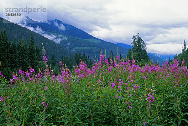 Bereich der Schmalblättriges Weidenröschen (Epilobium Angustifolium) in der Nähe von Mount Robson Provincial Park  British Columbia  Kanada