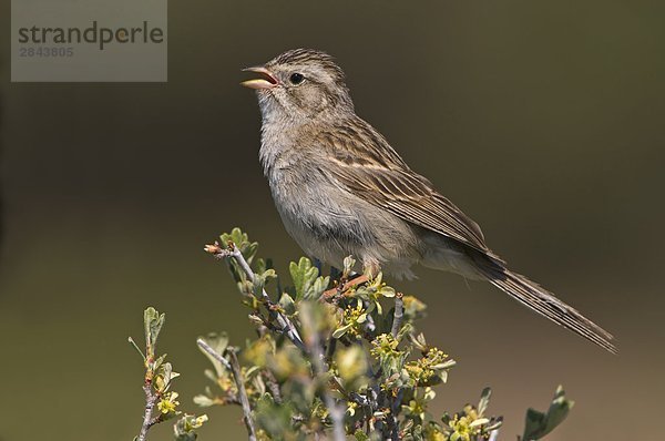 Brewer's Sparrow (Spizella Breweri) singen und thront auf Salbei Pinsel in Fort Rock State Park  Oregon  USA