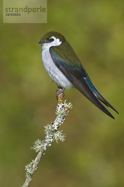 Männlich Violet-Green swallow (Tachycineta Thalassina) auf Barsch Victoria  Vancouver Island  British Columbia  Kanada