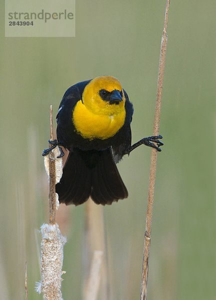 Gelbkopf-Blackbird (Xanthocephalus Xanthocephalus) liegt auf Bullrush  Moses Lake-Gebiet  Washington  USA