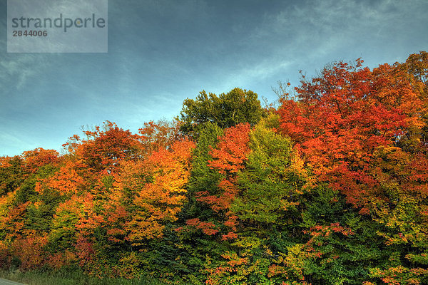 Bunt Bäume im Algonquin Provincial Park im Herbst  Ontario  Kanada