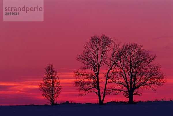 Winter Bäume bei Sonnenuntergang in der Nähe von Bradford  Ontario  Kanada