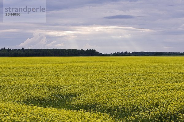 Canola-Feld in der Nähe von Winnipeg  Manitoba  Kanada