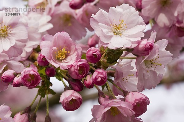 Nahaufnahme der Blumen auf einem Baum Kirschblüten (Sakura) in Vancouver  British Columbia  Kanada