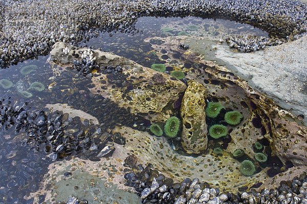 folgen füllen füllt füllend Meer Insel Gezeiten Muschel Anemone British Columbia Kanada Vancouver Westküste