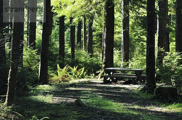 Picknick-Tisch inmitten von Bäumen  Marmor River Campingplatz in der Nähe von Port Alice  Vancouver Island  British Columbia  Kanada