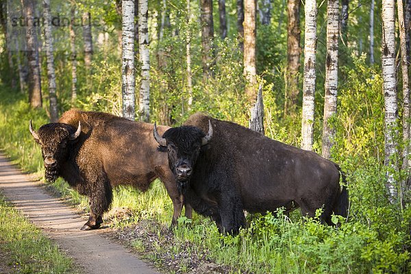 Bison Roaminggebühren frei in der Bison Gehäuse in Riding-Mountain-Nationalpark  Manitoba  Kanada
